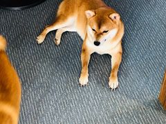 -柴源莊·柴小宠柴犬咖啡