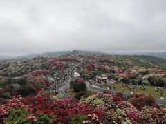 -贵州百里杜鹃风景名胜区