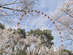 -顾村公园