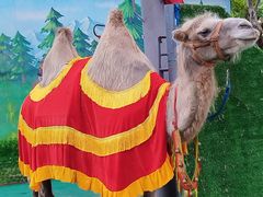 -西霞口神雕山野生动物世界