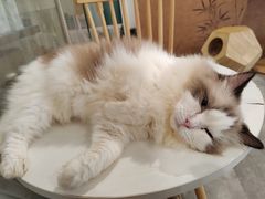 -楼上猫咖(罗湖店)