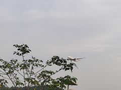 -空港花田景区