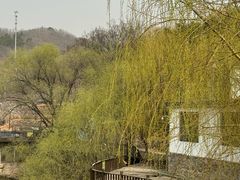 -清雅臻品·竹林院落·新派青岛菜(崂山店)