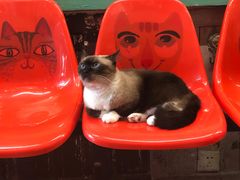 -猫咪博物馆(顶澳仔猫街店)