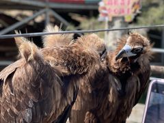 -西霞口神雕山野生动物世界