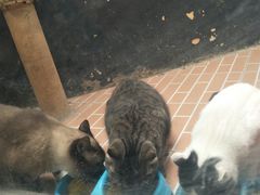 -猫咪博物馆(顶澳仔猫街店)