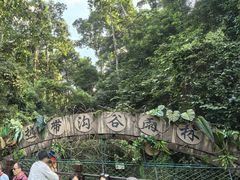 -西双版纳原始森林公园