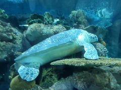 -上海海洋水族馆
