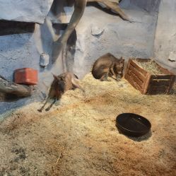 -Zoolung Zoolung动物主题公园(海信广场店)