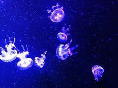 -成都浩海立方海洋公园