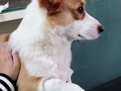 -爱侣宠医·鹦鹉专科·小型哺乳类·异宠专科(灵石路店)