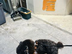 -爱宠屋pet shop·宠物洗澡·宠物美容