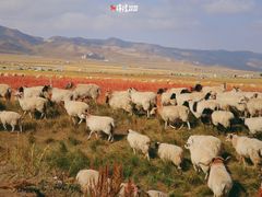 -青海湖国家重点风景名胜区