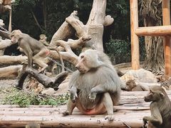 -广州长隆野生动物世界