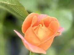 -融园咖啡馆(昙华林店)