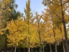 -食欲老院子荆芥疙瘩汤(经五路店)