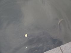 -墨尔本皇家植物园
