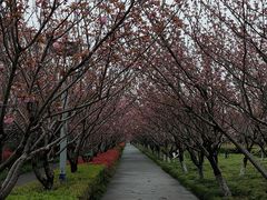 -高东镇樱花园