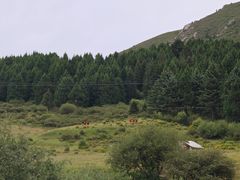-四川郎木寺镇