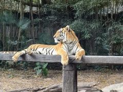 -广州长隆野生动物世界