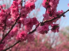 -南汇桃花村