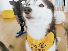 海参-Husky Go! 哈士奇体验馆·宠物咖啡厅狗咖