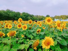 -北陵公园