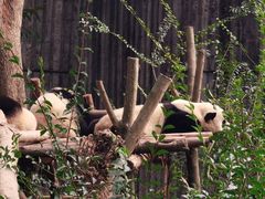 -成都大熊猫繁育研究基地