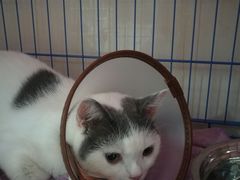 -瑞鹏宠物医院·骨科·猫科·内科(第一中心)