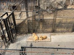 -大连森林动物园