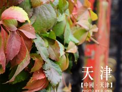 -成桂西餐厅·42年的味道(五大道疙瘩楼店)