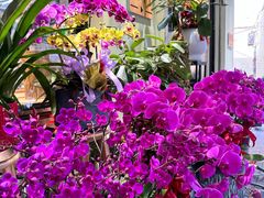 -溪岸路花鸟市场