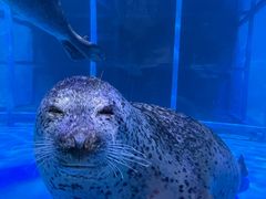-海合安武汉极地海洋公园