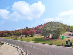 -贵州百里杜鹃风景名胜区