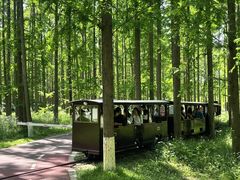 -黄海国家森林公园