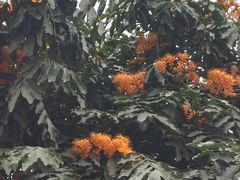 -东莞植物园
