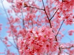 -顾村公园