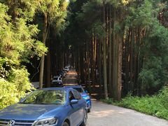 -武陵山森林公园