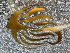 -BeauTea水仙(coco park店)