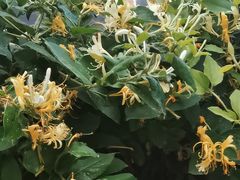 -北京大学燕东园