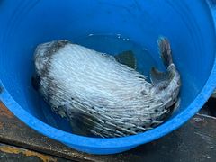 -蓝湾碧波·老字号·疍家非遗海上餐厅
