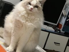 -Bastet sally猫舍购宠(静安店)