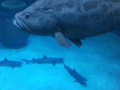 -太平洋海底世界