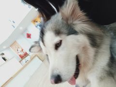 -李小姐の猫咖啡馆(五角场店)