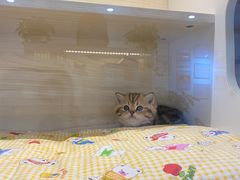 -柚子猫舍·精品猫舍购猫·猫咪认养·购宠·宠物店