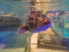 -SEA西雅图海鲜自助餐厅(海乐世界店)