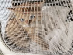 -创凡宠物医院·骨专科  猫科中心(西乡分院)