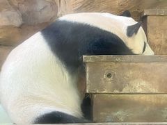 -成都动物园