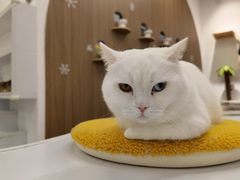 -COLOR PETS 撸猫馆·购猫·猫咖(长风大悦城店)