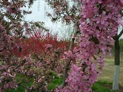 -永定河休闲森林公园